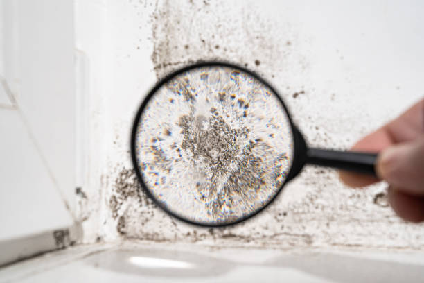 Best Insurance-Related Mold Remediation in USA